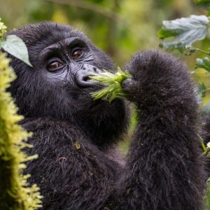 Uganda: 10 Days of Adventure, Wildlife & Culture 2-11 August 2026