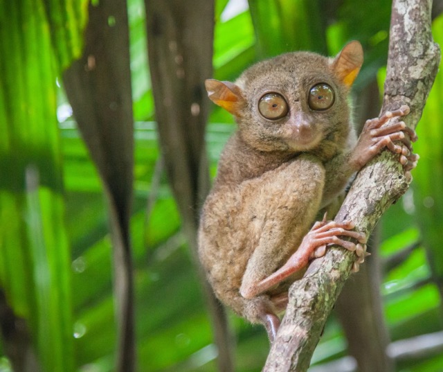 Philippine tarsier clinging to a tree in Bohol.