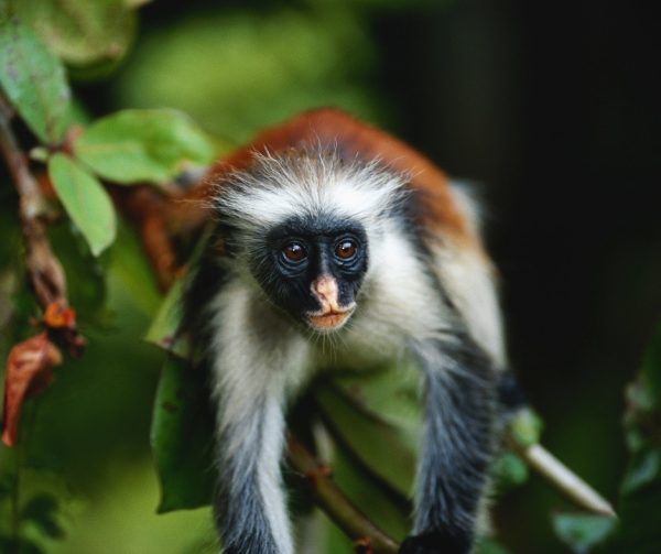 Red colobus monkeys Zanzibar Jozani Forest rare wildlife tropical island