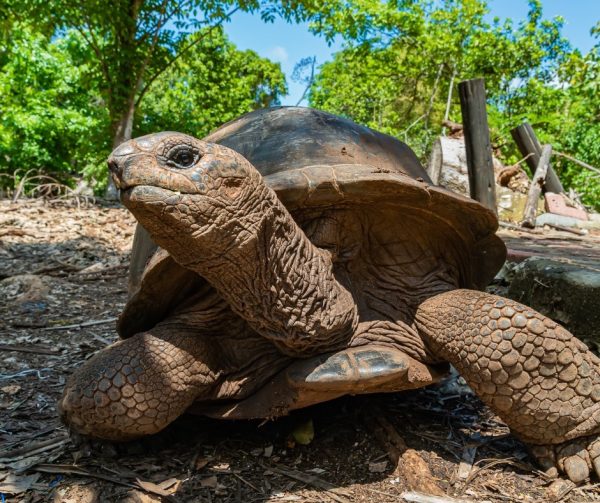 Giant Aldabra tortoises Zanzibar Tanzania wildlife on tropical island beach