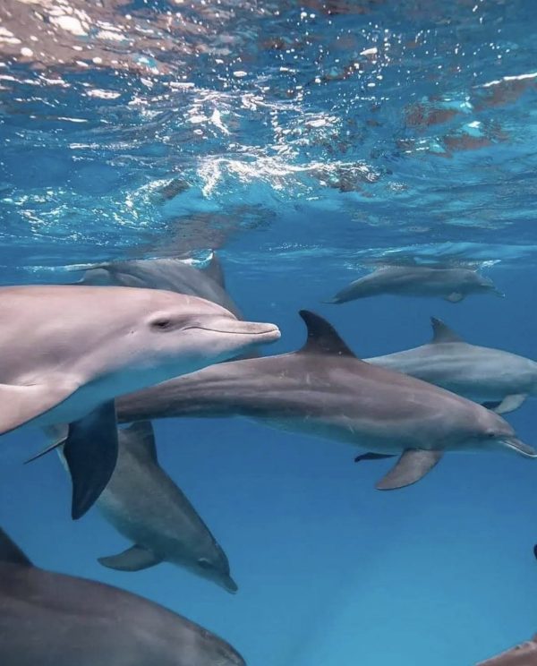 Swim with wild dolphins Zanzibar Kizimkazi tropical island marine wildlife