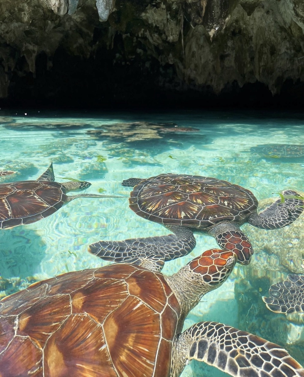 Swim with sea turtles Zanzibar Tanzania tropical island snorkeling experience