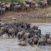 Serengeti Great Migration wildebeest river crossing Tanzania safari peak season
