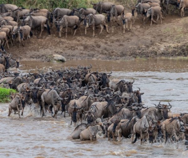 Serengeti Great Migration wildebeest river crossing Tanzania safari peak season