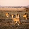 Serengeti lions family walking Tanzania safari big cats wildlife Africa