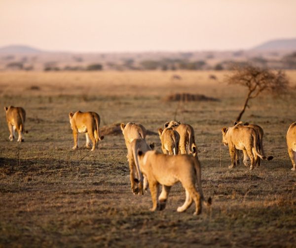 Serengeti lions family walking Tanzania safari big cats wildlife Africa