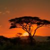 Serengeti sunset safari Tanzania golden sky acacia trees African landscape