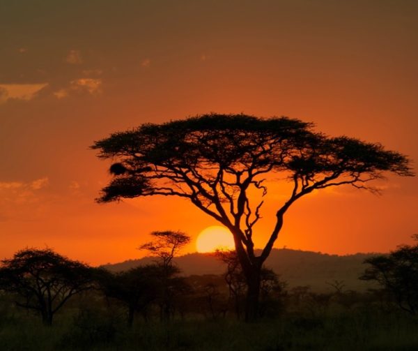 Serengeti sunset safari Tanzania golden sky acacia trees African landscape