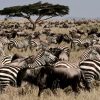 Serengeti wildebeest and zebra herds Great Migration Tanzania safari plains
