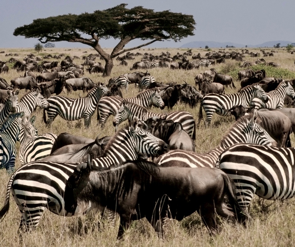 Serengeti wildebeest and zebra herds Great Migration Tanzania safari plains