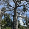 Ancient baobab tree standing in the African savannah landscape on a Gagago Tanzania safari.