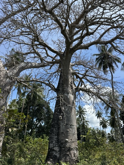 Ancient baobab tree standing in the African savannah landscape on a Gagago Tanzania safari.