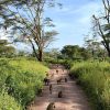 A family troop of olive baboons playing and grooming along the road on the floor of the Ngorongoro Crater during a Gagago safari.