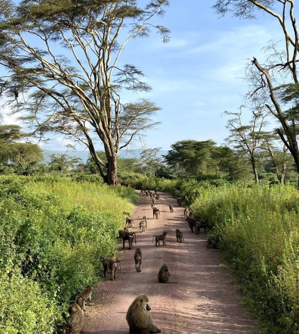 A family troop of olive baboons playing and grooming along the road on the floor of the Ngorongoro Crater during a Gagago safari.