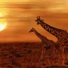 Silhouettes of giraffes walking past an acacia tree against a vibrant orange sunset sky during an African safari.