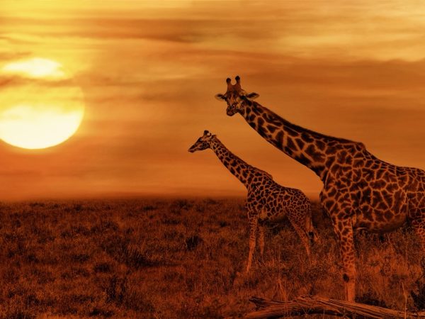 Silhouettes of giraffes walking past an acacia tree against a vibrant orange sunset sky during an African safari.