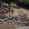 Thousands of wildebeest and zebras plunging into the Mara River during the Great Migration safari in Africa.