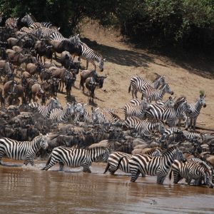 Thousands of wildebeest and zebras plunging into the Mara River during the Great Migration safari in Africa.