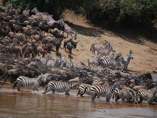 Thousands of wildebeest and zebras plunging into the Mara River during the Great Migration safari in Africa.