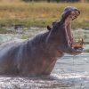 A large wild hippo splashing in a river with its mouth wide open during an African safari game drive with Gagago.