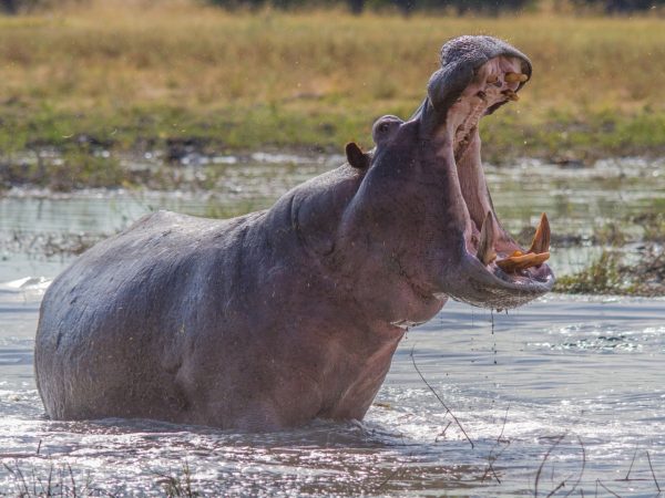 A large wild hippo splashing in a river with its mouth wide open during an African safari game drive with Gagago.