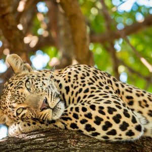 A wild African leopard lying on an acacia tree branch looking directly at the camera on a Gagago safari.