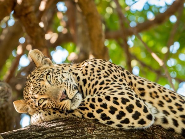A wild African leopard lying on an acacia tree branch looking directly at the camera on a Gagago safari.