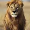 A majestic wild male lion in the Serengeti during a Gagago safari tour.