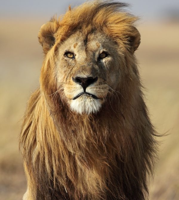 A majestic wild male lion in the Serengeti during a Gagago safari tour.