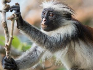 Rare red colobus monkey in the canopy of Jozani Forest National Park in Zanzibar.