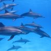 Wild dolphins swimming in clear turquoise water off Kizimkazi during a Gagago Zanzibar boat excursion.