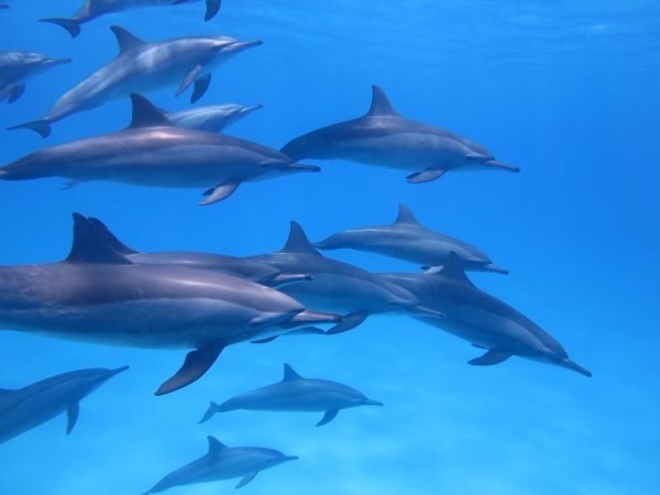 Wild dolphins swimming in clear turquoise water off Kizimkazi during a Gagago Zanzibar boat excursion.