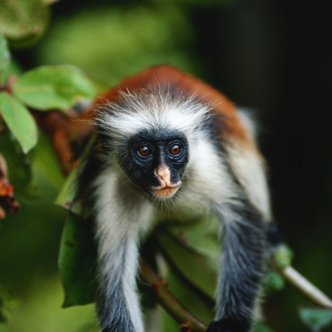Red colobus monkeys Zanzibar Jozani Forest rare wildlife tropical island