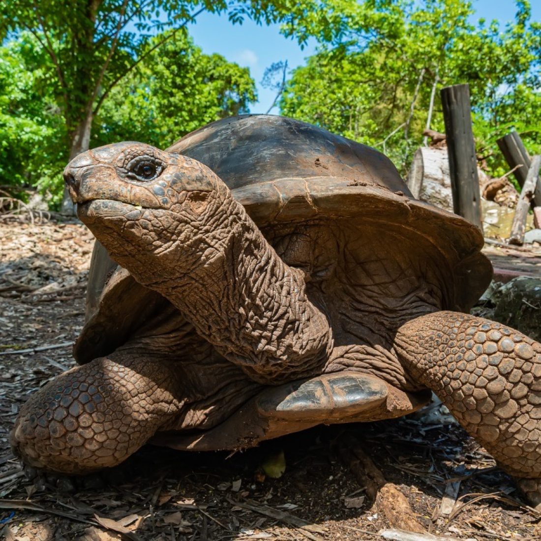 Giant Aldabra tortoises Zanzibar Tanzania wildlife on tropical island beach