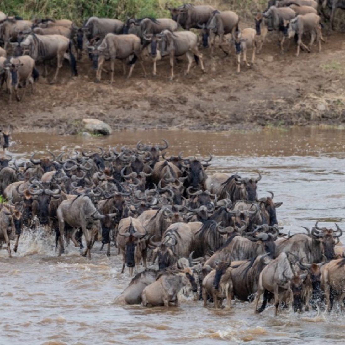 Serengeti Great Migration wildebeest river crossing Tanzania safari peak season