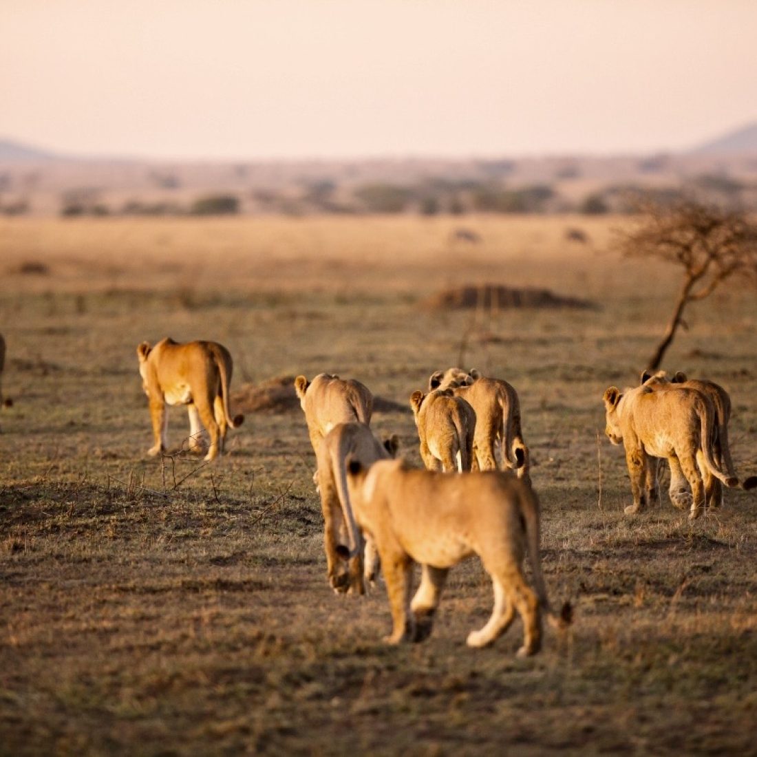 Serengeti lions family walking Tanzania safari big cats wildlife Africa