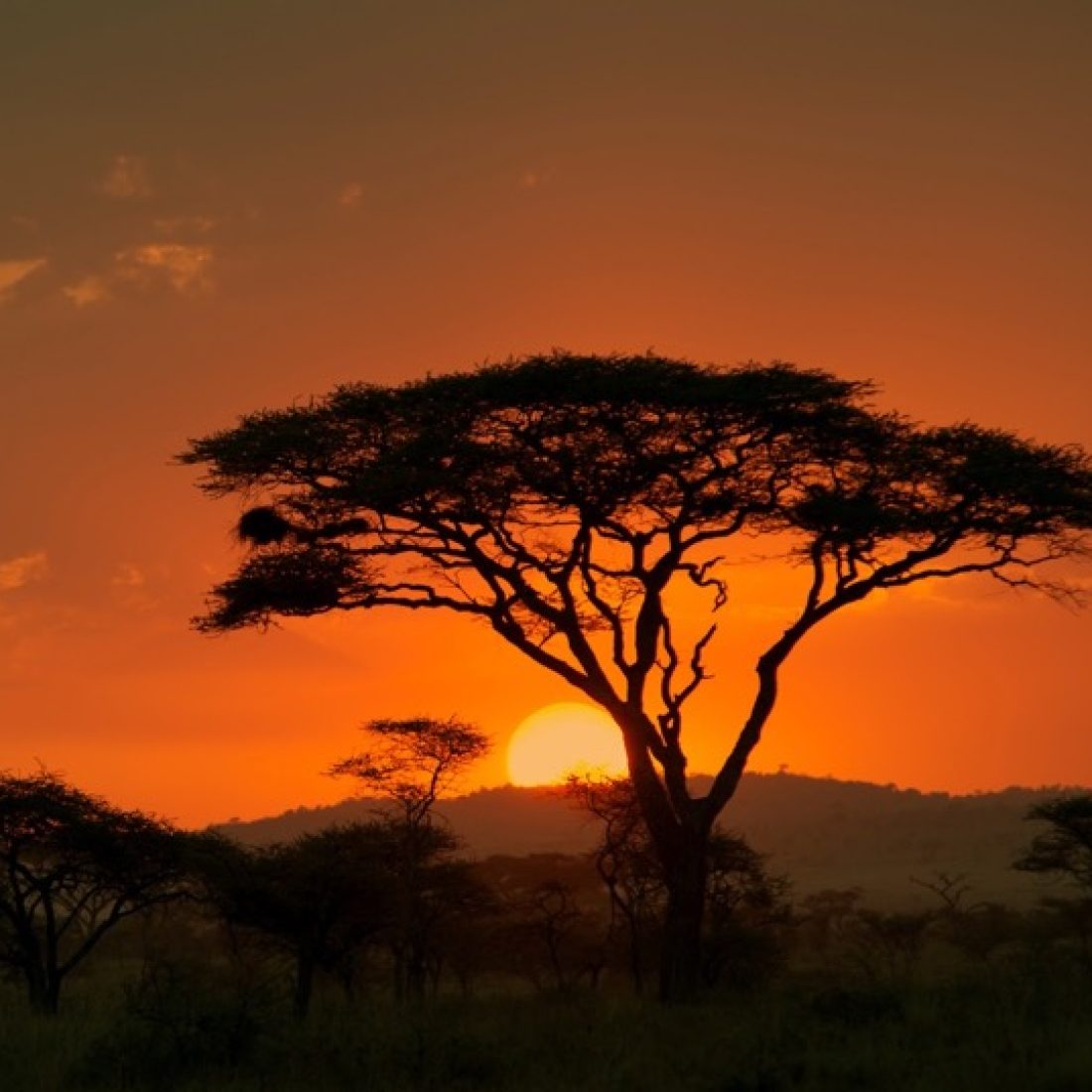 Serengeti sunset safari Tanzania golden sky acacia trees African landscape