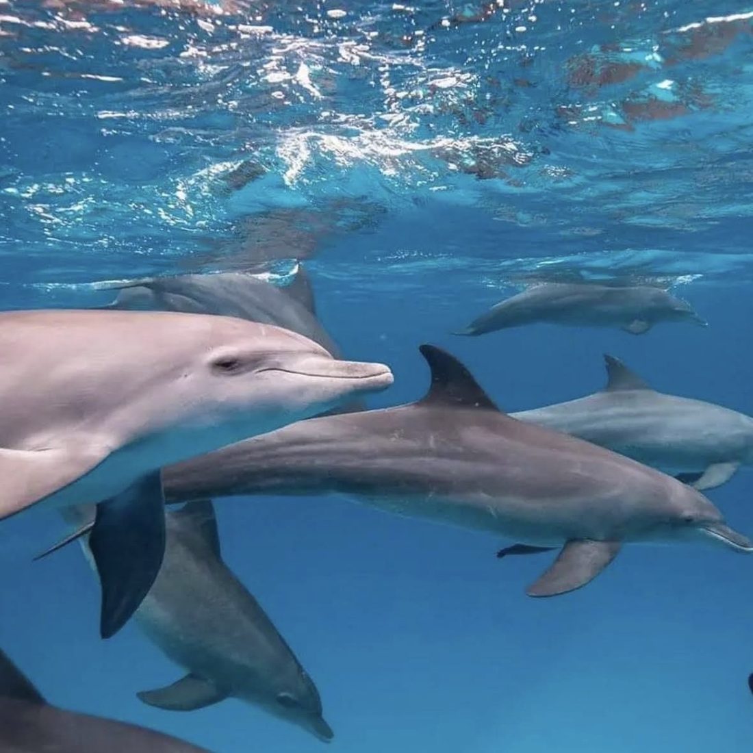 Swim with wild dolphins Zanzibar Kizimkazi tropical island marine wildlife