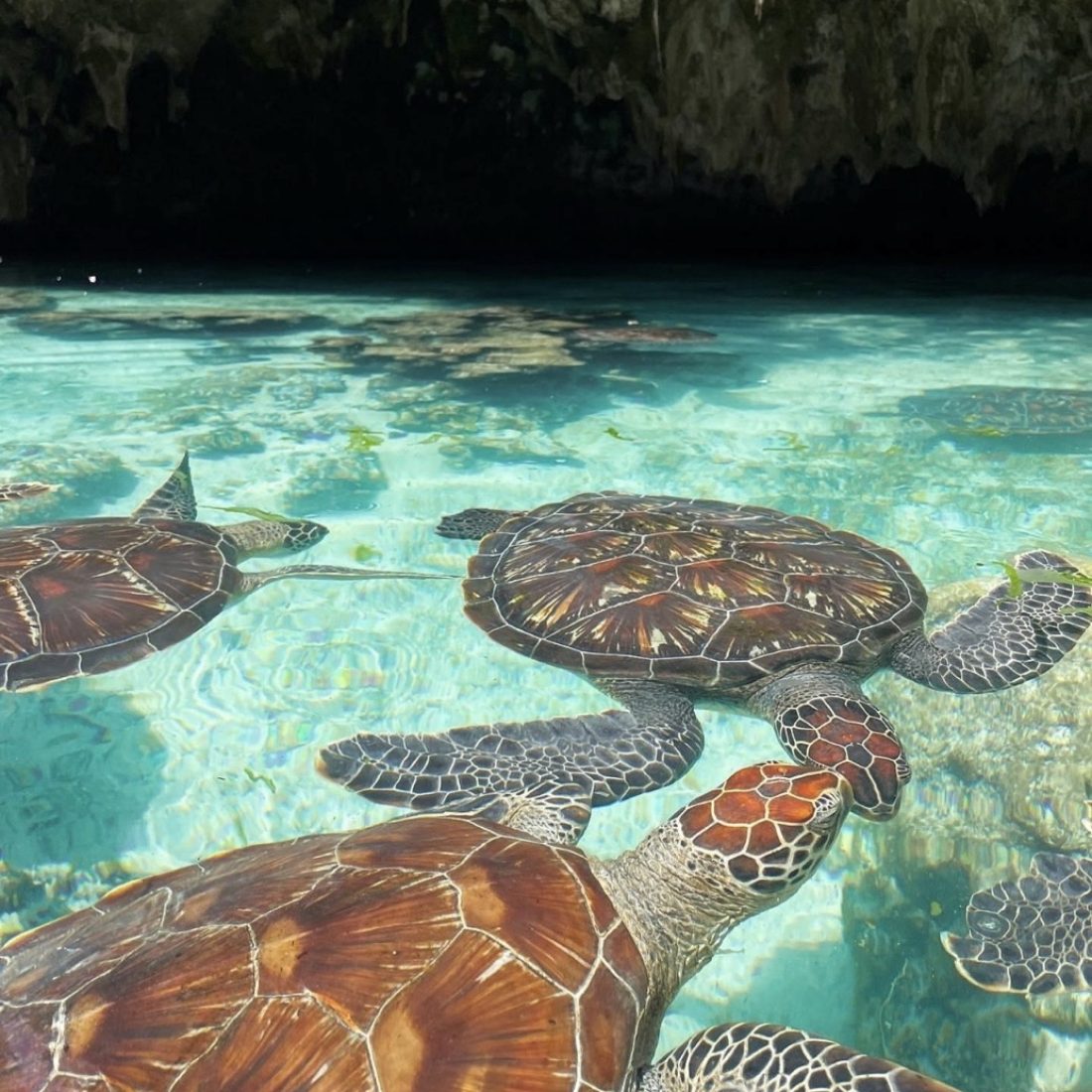 Swim with sea turtles Zanzibar Tanzania tropical island snorkeling experience