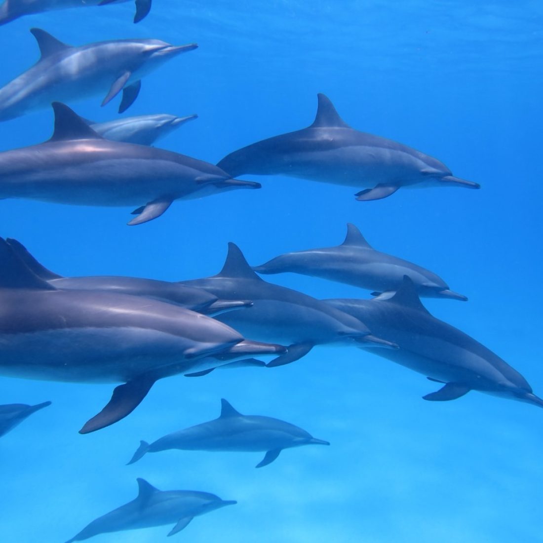 Wild dolphins swimming in clear turquoise water off Kizimkazi during a Gagago Zanzibar boat excursion.
